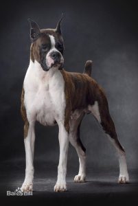 最厉害的中型看家犬(看家护主的中型犬有哪些)-警犬训练器材厂家 _警犬训练用品_工作犬训练用品-南京开久警犬装备