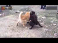 斗狗打架 *** (斗狗打架 *** 比特)-警犬训练器材厂家 _警犬训练用品_工作犬训练用品-南京开久警犬装备