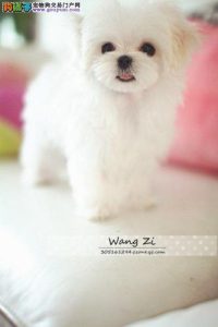 京巴狗寿命多少年(杂交京巴狗寿命)-警犬训练器材厂家 _警犬训练用品_工作犬训练用品-南京开久警犬装备