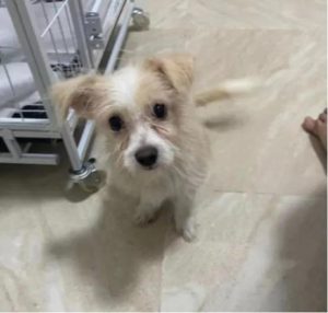 买狗注意事项_买狗狗需要注意什么-警犬训练器材厂家 _警犬训练用品_工作犬训练用品-南京开久警犬装备