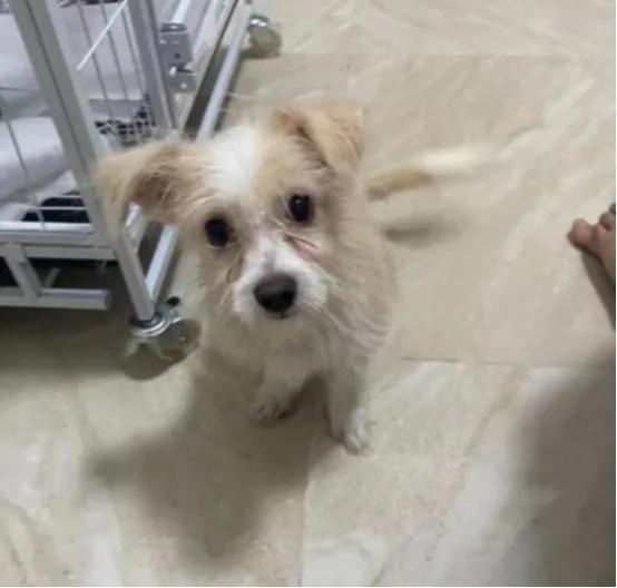 买狗注意事项_买狗狗需要注意什么 - 警犬训练器材厂家 _警犬训练用品_工作犬训练用品-南京开久警犬装备-警犬训练器材厂家 _警犬训练用品_工作犬训练用品-南京开久警犬装备