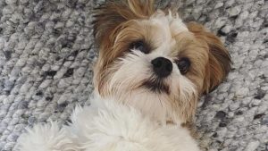 狗狗气粗不吃喝咋办:狗狗昨天吐、鼻子干-警犬训练器材厂家 _警犬训练用品_工作犬训练用品-南京开久警犬装备