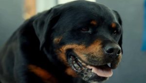 什么狗片好看的 *** (有什么好看的狗片)-警犬训练器材厂家 _警犬训练用品_工作犬训练用品-南京开久警犬装备