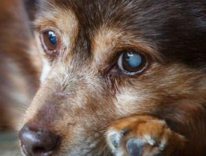 狗狗眼睛肿了眼球发白(狗狗的眼睛黑眼球边缘发灰)-警犬训练器材厂家 _警犬训练用品_工作犬训练用品-南京开久警犬装备