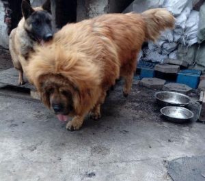 马犬和藏獒杂交的小狗,马犬藏獒杂交幼崽 ***-警犬训练器材厂家 _警犬训练用品_工作犬训练用品-南京开久警犬装备