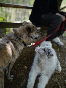 杭州哪些景区可以带狗(杭州人才码免费景区是哪些)-警犬训练器材厂家 _警犬训练用品_工作犬训练用品-南京开久警犬装备