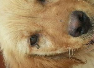 狗狗被蜱虫咬了会死吗(狗狗被蜱虫咬了会不会死)-警犬训练器材厂家 _警犬训练用品_工作犬训练用品-南京开久警犬装备