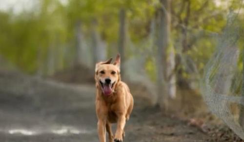 狗一直对着一个人叫是为什么？狗对着一个人拼命叫 - 警犬训练器材厂家 _警犬训练用品_工作犬训练用品-南京开久警犬装备-警犬训练器材厂家 _警犬训练用品_工作犬训练用品-南京开久警犬装备