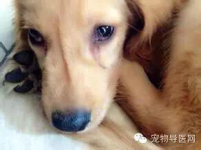 狗瘟一般潜伏期  狗瘟潜伏期可以测出来吗-警犬训练器材厂家 _警犬训练用品_工作犬训练用品-南京开久警犬装备