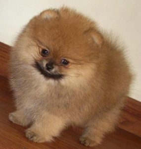 俊介是什么狗其实就是博美犬的一种-警犬训练器材厂家 _警犬训练用品_工作犬训练用品-南京开久警犬装备