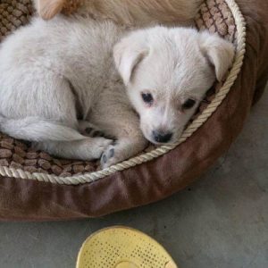 一个月的土狗可以喝纯牛奶吗？一个月的小土狗可以喝纯牛奶吗-警犬训练器材厂家 _警犬训练用品_工作犬训练用品-南京开久警犬装备