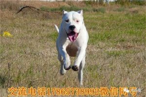 杜高犬介绍(杜高犬 ***  巨型)-警犬训练器材厂家 _警犬训练用品_工作犬训练用品-南京开久警犬装备