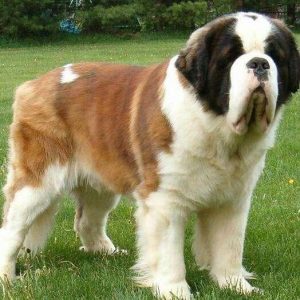 世界最大的狗  世界最大的狗十大排名 ***-警犬训练器材厂家 _警犬训练用品_工作犬训练用品-南京开久警犬装备