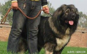 好加索犬和藏獒谁厉害-警犬训练器材厂家 _警犬训练用品_工作犬训练用品-南京开久警犬装备