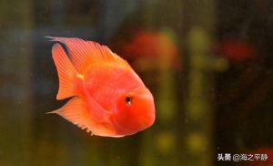 小型宠物狗品种，大型宠物狗的品种-警犬训练器材厂家 _警犬训练用品_工作犬训练用品-南京开久警犬装备