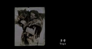 多哥是什么品种的狗(狗的名字叫多哥是什么 *** )-警犬训练器材厂家 _警犬训练用品_工作犬训练用品-南京开久警犬装备