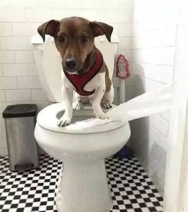 怎么让狗狗在指定的地方大小便(怎么让幼犬在指定的地方大小便)-警犬训练器材厂家 _警犬训练用品_工作犬训练用品-南京开久警犬装备