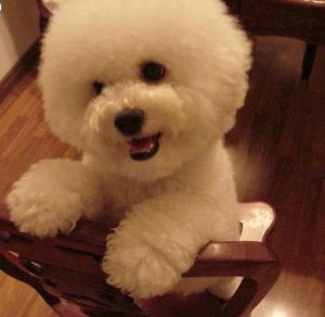 比熊犬不能吃什么食物(比熊犬贫血吃什么食物)-警犬训练器材厂家 _警犬训练用品_工作犬训练用品-南京开久警犬装备