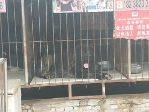 苏北最大的狗市在哪里?？开封最大的狗市在哪里-警犬训练器材厂家 _警犬训练用品_工作犬训练用品-南京开久警犬装备