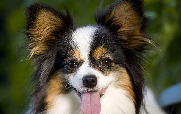 蝴蝶犬介绍(蝴蝶犬串串) - 警犬训练器材厂家 _警犬训练用品_工作犬训练用品-南京开久警犬装备-警犬训练器材厂家 _警犬训练用品_工作犬训练用品-南京开久警犬装备