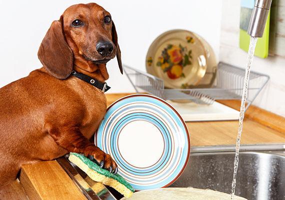 狗狗上吐下泻能自愈吗？狗狗上吐下泻是怎么回事 - 警犬训练器材厂家 _警犬训练用品_工作犬训练用品-南京开久警犬装备-警犬训练器材厂家 _警犬训练用品_工作犬训练用品-南京开久警犬装备