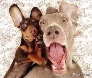 狗狗一直在沙发蹭萌宠(狗狗一直刨沙发)-警犬训练器材厂家 _警犬训练用品_工作犬训练用品-南京开久警犬装备