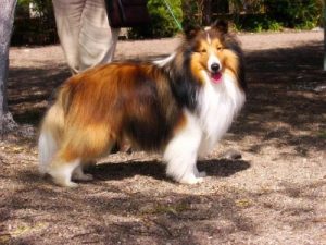 喜乐蒂牧羊犬介绍(喜乐蒂牧羊犬护主吗)-警犬训练器材厂家 _警犬训练用品_工作犬训练用品-南京开久警犬装备