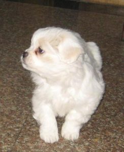 京巴狗多少钱一只，狗最便宜多少钱一只-警犬训练器材厂家 _警犬训练用品_工作犬训练用品-南京开久警犬装备