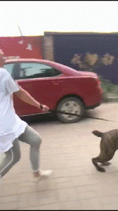 总是因为狗和老公吵架(和老公总是因为打牌吵架)-警犬训练器材厂家 _警犬训练用品_工作犬训练用品-南京开久警犬装备