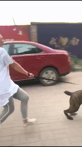 总是因为狗和老公吵架(和老公总是因为打牌吵架) - 警犬训练器材厂家 _警犬训练用品_工作犬训练用品-南京开久警犬装备-警犬训练器材厂家 _警犬训练用品_工作犬训练用品-南京开久警犬装备