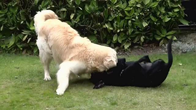 狗狗打架时为何是上嘴咬不是上手挠(狗狗打架时为何是上嘴咬不是上手挠蚂蚁庄园) - 警犬训练器材厂家 _警犬训练用品_工作犬训练用品-南京开久警犬装备-警犬训练器材厂家 _警犬训练用品_工作犬训练用品-南京开久警犬装备