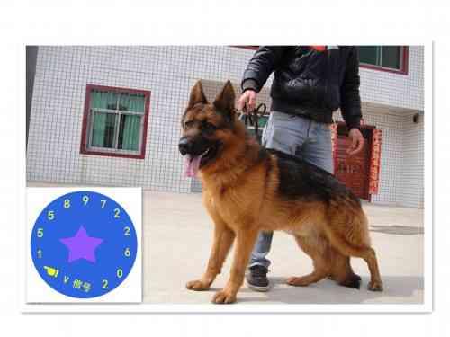 如何识别狗狗的品相？如何识别狗狗品种 - 警犬训练器材厂家 _警犬训练用品_工作犬训练用品-南京开久警犬装备-警犬训练器材厂家 _警犬训练用品_工作犬训练用品-南京开久警犬装备