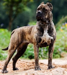 最好的追踪犬品种(什么犬追踪气味最好)-警犬训练器材厂家 _警犬训练用品_工作犬训练用品-南京开久警犬装备