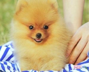 迷你博美犬吃什么(博美犬可以吃什么水果)-警犬训练器材厂家 _警犬训练用品_工作犬训练用品-南京开久警犬装备