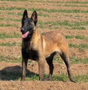 马犬多少钱一只，马犬多少钱一只幼犬-警犬训练器材厂家 _警犬训练用品_工作犬训练用品-南京开久警犬装备