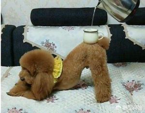 贵宾犬的主要特征-警犬训练器材厂家 _警犬训练用品_工作犬训练用品-南京开久警犬装备