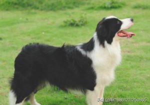 狗狗能吃甘草吗(甘草对狗狗有害吗)-警犬训练器材厂家 _警犬训练用品_工作犬训练用品-南京开久警犬装备
