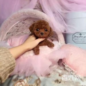 长沙哪里买狗狗最好(长沙哪里买玉最好)-警犬训练器材厂家 _警犬训练用品_工作犬训练用品-南京开久警犬装备