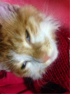 猫狂犬病症状这四种症状一定得当心-警犬训练器材厂家 _警犬训练用品_工作犬训练用品-南京开久警犬装备