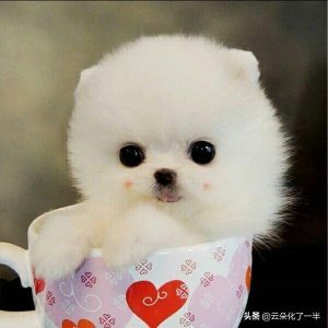 小狗狗的名字(小狗狗的名字叫什么好听)-警犬训练器材厂家 _警犬训练用品_工作犬训练用品-南京开久警犬装备