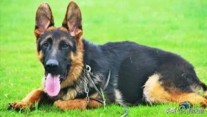 世界上最可爱的狗狗排行榜,世界上最护主的狗狗排行榜-警犬训练器材厂家 _警犬训练用品_工作犬训练用品-南京开久警犬装备