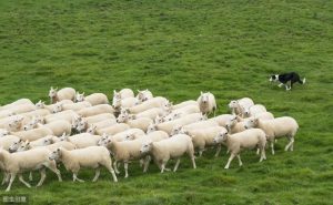 边境牧羊犬价格(边境牧羊犬多少钱一只)-警犬训练器材厂家 _警犬训练用品_工作犬训练用品-南京开久警犬装备