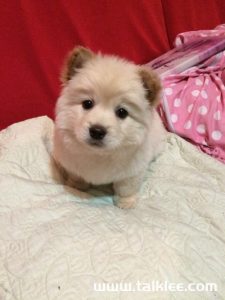 串串狗是什么意思(吉娃娃串串狗是什么意思)-警犬训练器材厂家 _警犬训练用品_工作犬训练用品-南京开久警犬装备