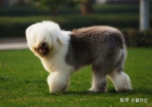 多乐士油漆狗的品种(多乐士油漆狗狗是什么品种)-警犬训练器材厂家 _警犬训练用品_工作犬训练用品-南京开久警犬装备