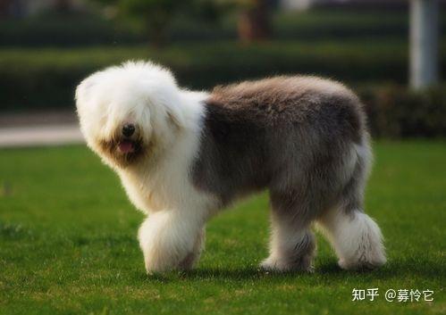 多乐士油漆狗的品种(多乐士油漆狗狗是什么品种) - 警犬训练器材厂家 _警犬训练用品_工作犬训练用品-南京开久警犬装备-警犬训练器材厂家 _警犬训练用品_工作犬训练用品-南京开久警犬装备