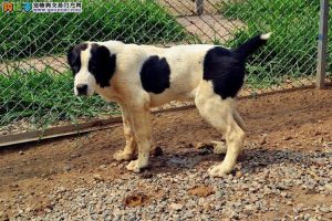 库达犬和中亚犬哪个大(库达和中亚打架哪个厉害)-警犬训练器材厂家 _警犬训练用品_工作犬训练用品-南京开久警犬装备