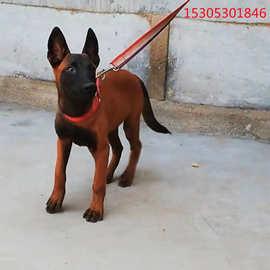 奇努克犬价格(奇努克犬的特征)-警犬训练器材厂家 _警犬训练用品_工作犬训练用品-南京开久警犬装备