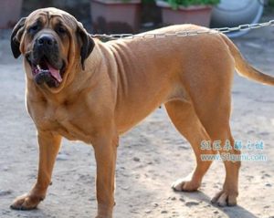 世界10大獒犬品种_世界獒犬品种大全-警犬训练器材厂家 _警犬训练用品_工作犬训练用品-南京开久警犬装备