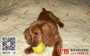 可卡犬缺点(可卡犬智商)-警犬训练器材厂家 _警犬训练用品_工作犬训练用品-南京开久警犬装备