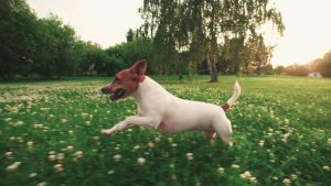 狗狗赛跑-警犬训练器材厂家 _警犬训练用品_工作犬训练用品-南京开久警犬装备